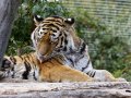 ZOO-Viden 24 srpen 2014 055.JPG